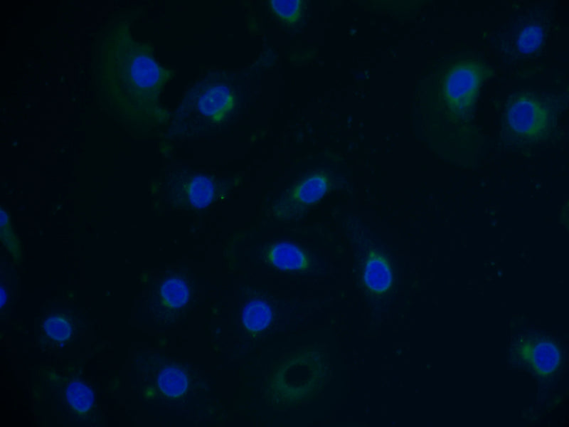 Immunofluorescent analysis of A549 cells using PVRIG Antibody at dilution of 1:100 and Alexa Fluor 488-congugated AffiniPure Goat Anti-Rabbit IgG(H+L)