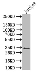 Western BlotPositive WB detected in: JK whole cell lysateAll lanes: PVRIG antibody at 1:1000SecondaryGoat polyclonal to rabbit IgG at 1/50000 dilutionPredicted band size: 35 kDaObserved band size: 35 kDa