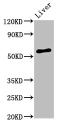 Western Blot  | Positive WB detected in: Rat liver tissue  | All lanes: AMIGO2 antibody at 3.2µg/ml  | Secondary  | Goat polyclonal to rabbit IgG at 1/50000 dilution  | Predicted band size: 58 kDa  | Observed band size: 58 kDa