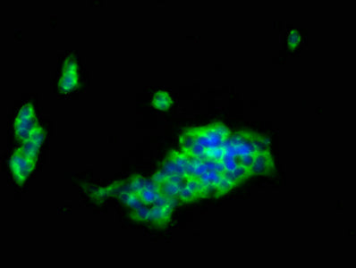 Immunofluorescence staining of 293 cells with LILRB1 Antibody at 1:133, counter-stained with DAPI. The cells were fixed in 4% formaldehyde, permeabilized using 0.2% Triton X-100 and blocked in 10% normal Goat Serum. The cells were then incubated with the antibody overnight at 4°C. The secondary antibody was Alexa Fluor 488-congugated AffiniPure Goat Anti-Rabbit IgG(H+L).