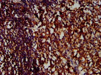 IHC image of LILRB1 Antibody diluted at 1:400 and staining in paraffin-embedded human tonsil tissue performed on a Leica BondTM system. After dewaxing and hydration, antigen retrieval was mediated by high pressure in a citrate buffer (pH 6.0). Section was blocked with 10% normal goat serum 30min at RT. Then primary antibody (1% BSA) was incubated at 4°C overnight. The primary is detected by a biotinylated secondary antibody and visualized using an HRP conjugated SP system.