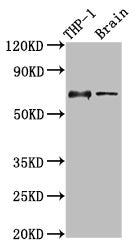 Western Blot  | Positive WB detected in: THP-1 whole cell lysate, Rat brain tissue  | All lanes: LILRB1 antibody at 3.5µg/ml  | Secondary  | Goat polyclonal to rabbit IgG at 1/50000 dilution  | Predicted band size: 71, 72, 50 kDa  | Observed band size: 71 kDa