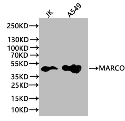 Western blot  | All lanes: MARCO antibody at 1.97µg/ml + Jurkat whole cell lysate  | Secondary  | Goat polyclonal to rabbit IgG at 1/10000 dilution  | Predicted band size: 53, 44 kDa  | Observed band size: 53 kDa