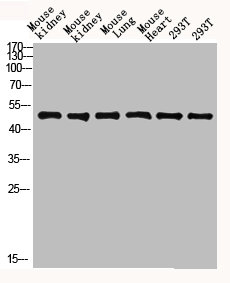 Western blot analysis of mouse-kidney lysate, antibody was diluted at 2000. Secondary antibody  was diluted at 1:20000