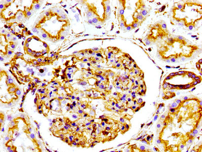 IHC image of ACTA1 Recombinant Monoclonal Antibody diluted at 1:100 and staining in paraffin-embedded human kidney tissue performed on a Leica BondTM system. After dewaxing and hydration, antigen retrieval was mediated by high pressure in a citrate buffer (pH 6.0). Section was blocked with 10% normal goat serum 30min at RT. Then primary antibody (1% BSA) was incubated at 4℃ overnight. The primary is detected by a biotinylated secondary antibody and visualized using an HRP conjugated SP system.