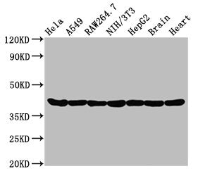 Western BlotPositive WB detected in: Hela whole cell lysate, A549 whole cell lysate, Raw264.7 whole cell lysate, NIH/3T3 whole cell lysate, HepG2 whole cell lysate, Rat brain tissue, Rat heart tissueAll lanes: Actin antibody at 0.95μg/mlSecondaryGoat polyclonal to rabbit IgG at 1/50000 dilutionPredicted band size: 42 KDaObserved band size: 42 KDa