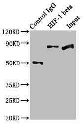 Immunoprecipitating HIF-1 beta in Hela whole cell lysate | Lane 1: Rabbit control IgG instead of ARNT Recombinant Monoclonal Antibody in Hela whole cell lysate. | For western blotting, a HRP-conjugated Protein G antibody was used as the secondary antibody (1/2000) | Lane 2: ARNT Recombinant Monoclonal Antibody (3μg) + Hela whole cell lysate (500μg) | Lane 3: Hela whole cell lysate (20μg)