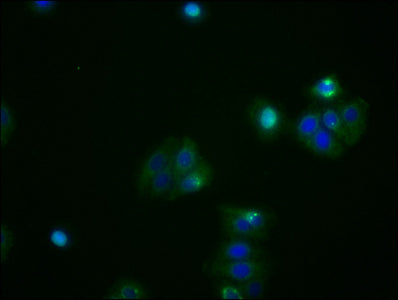 Immunofluorescence staining of HepG2 cells with ATF4 Recombinant Monoclonal Antibody at 1:53, counter-stained with DAPI. The cells were fixed in 4% formaldehyde, permeabilized using 0.2% Triton X-100 and blocked in 10% normal Goat Serum. The cells were then incubated with the antibody overnight at 4℃. The secondary antibody was Alexa Fluor 488-congugated AffiniPure Goat Anti-Rabbit IgG (H+L).