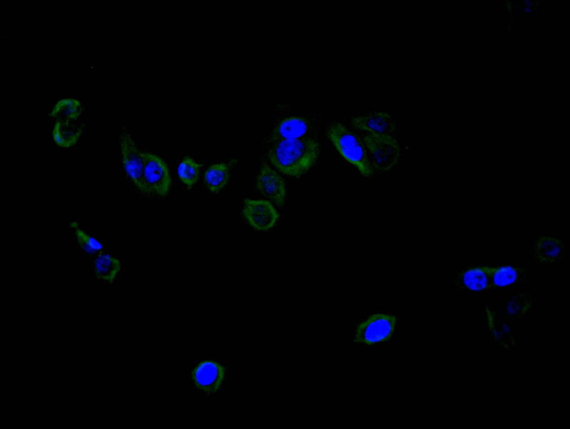 Immunofluorescence staining of PC-3 cell with CD40 Recombinant Monoclonal Antibody at 1:30, counter-stained with DAPI. The cells were fixed in 4% formaldehyde and blocked in 10% normal Goat Serum. The cells were then incubated with the antibody overnight at 4C. The secondary antibody was FITC-conjugated AffiniPure Goat Anti-mouse IgG(H+L).