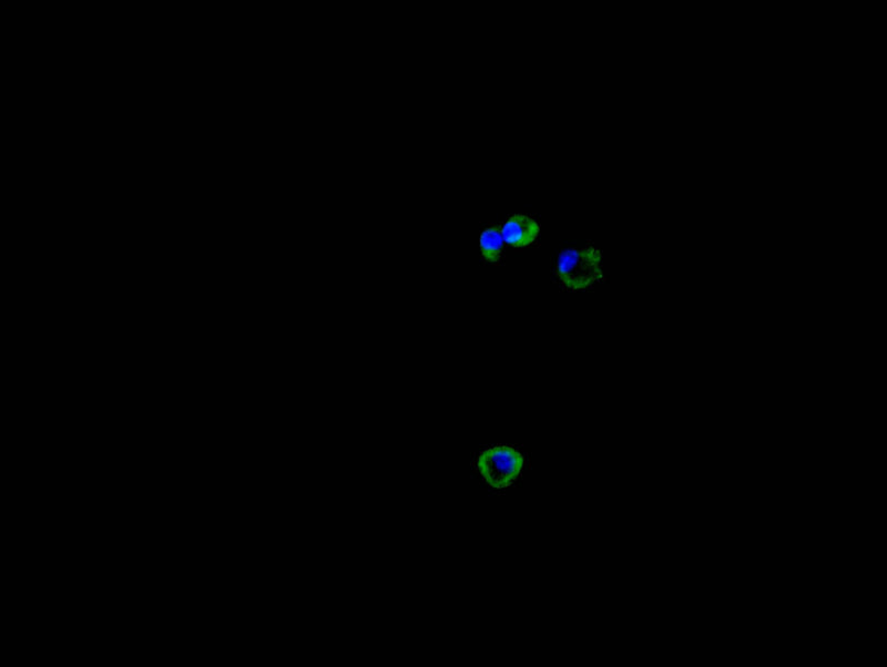 Immunofluorescence staining of HEPG2 cell with CTLA4 Recombinant Monoclonal Antibody at 1:30, counter-stained with DAPI. The cells were fixed in 4% formaldehyde and blocked in 10% normal Goat Serum. The cells were then incubated with the antibody overnight at 4C. The secondary antibody was FITC-conjugated AffiniPure Goat Anti-Mouse IgG(H+L).