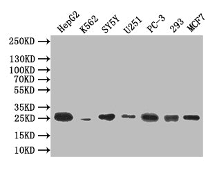 Western BlotPositive WB detected in: HepG2 whole cell lysate, K562 whole cell lysate, SY5Y whole cell lysate, U251 whole cell lysate, PC-3 whole cell lysate, 293 whole cell lysate, MCF7 whole cell lysateAll lanes: CTLA4 antibody at 1:500SecondaryGoat polyclonal to mouse IgG at 1/50000 dilutionPredicted band size: 25 kDaObserved band size: 25 kDa