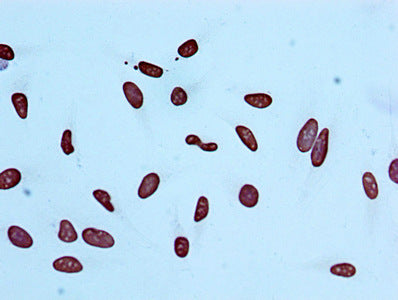 Immunocytochemistry analysis of Acetyl-Histone H4 (K5) Recombinant Monoclonal Antibody diluted at 1:100 and staining in Hela cells performed on a Leica BondTM system. After dewaxing and hydration, antigen retrieval was mediated by high pressure in a citrate buffer (pH 6.0). Section was blocked with 10% normal goat serum 30min at RT. Then primary antibody (1% BSA) was incubated at 4℃ overnight. The primary is detected by a biotinylated secondary antibody and visualized using an HRP conjugated SP system.