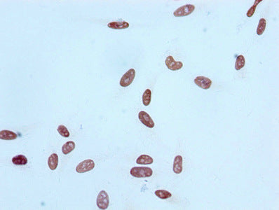 Immunocytochemistry analysis of Acetyl-Histone H4 (K16) Recombinant Monoclonal Antibody diluted at 1:100 and staining in Hela cells performed on a Leica BondTM system. After dewaxing and hydration, antigen retrieval was mediated by high pressure in a citrate buffer (pH 6.0). Section was blocked with 10% normal goat serum 30min at RT. Then primary antibody (1% BSA) was incubated at 4℃ overnight. The primary is detected by a biotinylated secondary antibody and visualized using an HRP conjugated SP system.