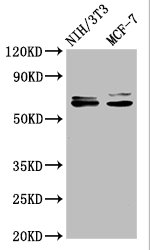 Western Blot | Positive WB detected in: NIH/3T3 whole cell lysate, MCF-7 whole cell lysate | All lanes: SRC antibody at 1.2μg/ml | Secondary | Goat polyclonal to rabbit IgG at 1/50000 dilution | Predicted band size: 60, 61 KDa | Observed band size: 60, 61 KDa