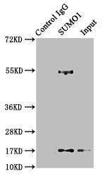 Immunoprecipitating SUMO1 in 293T whole cell lysate | Lane 1: Rabbit control IgG instead of SUMO1 Recombinant Monoclonal Antibody in 293T whole cell lysate. | For western blotting, a HRP-conjugated Protein G antibody was used as the secondary antibody (1/2000) | Lane 2: SUMO1 Recombinant Monoclonal Antibody (3μg) + 293T whole cell lysate (500μg) | Lane 3: 293T whole cell lysate (20μg)