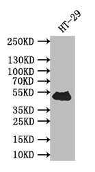 Western Blot | Positive WB detected in: HT-29 whole cell lysate | All lanes: TP53 antibody at 1:500 | Secondary | Goat polyclonal to rabbit IgG at 1/50000 dilution | Predicted band size: 43 kDa | Observed band size: 43 kDa