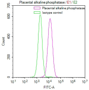 Overlay Peak curve showing HepG2 cells surface stained with ALPP Recombinant Monoclonal Antibody (red line) at 1:50. Then 10% normal goat serum to block non-specific protein-protein interactions followed by the antibody (1µg/1*106cells) for 45min at 4℃. The secondary antibody used was FITC-conjugated Goat Anti-rabbit IgG(H+L) at 1:200 dilution for 35min at 4℃.Control antibody (green line) was rabbit IgG (1µg/1*106cells) used under the same conditions. Acquisition of >10,000 events was performed.