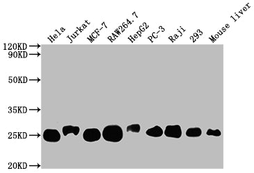 Western Blot | Positive WB detected in: Hela whole cell lysate, Jurkat whole cell lysate, MCF-7 whole cell lysate, RAW264.7 whole cell lysate, HepG2 whole cell lysate, PC-3 whole cell lysate, Raji whole cell lysate, 293 whole cell lysate, Mouse liver tissue | All lanes: TPT1 antibody at 1:2000 | Secondary | Goat polyclonal to rabbit IgG at 1/50000 dilution | Predicted band size: 20, 16 kDa | Observed band size: 25 kDa