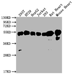 Western Blot | Positive WB detected in: 293T whole cell lysate, HT29 whole cell lysate, HepG2 whole cell lysate, Jurkat whole cell lysate, 293 whole cell lysate, Rat Heart tissue, Mouse Heart tissue | All lanes: ATP5F1B antibody at 1:2000 | Secondary | Goat polyclonal to rabbit IgG at 1/50000 dilution | Predicted band size: 57 kDa | Observed band size: 57 kDa