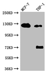 Western BlotPositive WB detected in: MCF-7 whole cell lysate, THP-1 whole cell lysateAll lanes: Androgen Receptor antibody at 1:1000SecondaryGoat polyclonal to rabbit IgG at 1/50000 dilutionPredicted band size: 100, 45, 68, kDaObserved band size: 125 kDa