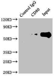 Immunoprecipitating CD80 in Raji whole cell lysate | Lane 1: Rabbit control IgG instead of CD80 Recombinant Monoclonal Antibody in Raji whole cell lysate. | For western blotting,a HRP-conjugated Protein G antibody was used as the secondary antibody (1/2000) | Lane 2: CD80 Recombinant Monoclonal Antibody(2µg)+ Raji whole cell lysate(500µg) | Lane 3: Raji whole cell lysate (10µg)