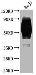 Western Blot | Positive WB detected in: Raji whole cell lysate | All lanes: CD80 antibody at 1:2000 | Secondary | Goat polyclonal to rabbit IgG at 1/50000 dilution | Predicted band size: 34, 30, 19 kDa | Observed band size: 60 kDa