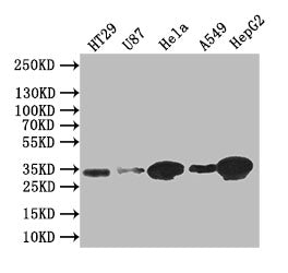 Western Blot | Positive WB detected in: HT29 whole cell lysate, U87 whole cell lysate,Hela whole cell lysate,A549 whole cell lysate,HEPG2 whole cell lysate | All lanes: Syntenin antibody at 1:1000 | Secondary | Goat polyclonal to rabbit IgG at 1/50000 dilution | Predicted band size: 32 kDa | Observed band size: 32 kDa