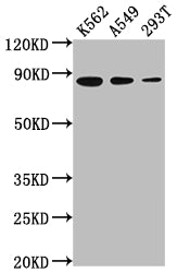 Western Blot | Positive WB detected in: K562 whole cell lysate, A549 whole cell lysate, 293T whole cell lysate | All lanes: XRCC5 antibody at 1:2000 | Secondary | Goat polyclonal to rabbit IgG at 1/50000 dilution | Predicted band size: 83 kDa | Observed band size: 83 kDa