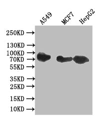 Western Blot | Positive WB detected in: A549 whole cell lysate, MCF7 whole cell lysate, HepG2 whole cell lysate | All lanes: CD44 antibody at 1:1000 | Secondary | Goat polyclonal to rabbit IgG at 1/50000 dilution | Predicted band size: 81 kDa | Observed band size: 81 kDa