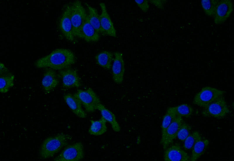 Immunofluorescence staining of HepG2 with SLC2A2 Recombinant Monoclonal Antibody at 1:25, counter-stained with DAPI. The cells were fixed in 4% formaldehyde and blocked in 10% normal Goat Serum. The cells were then incubated with the antibody overnight at 4°C. The secondary antibody was Alexa Fluor 495-congugated AffiniPure Goat Anti-Rabbit IgG(H+L).