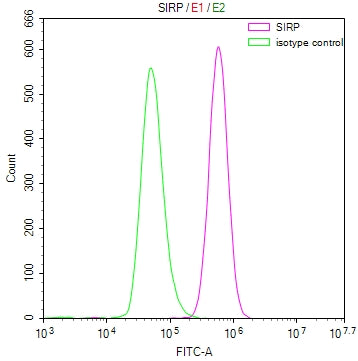 Overlay Peak curve showing U937 cells surface stained with SIRPA Recombinant Monoclonal Antibody (red line) at 1:50. Then 10% normal goat serum to block non-specific protein-protein interactions followed by the antibody (1µg/1*106cells) for 45min at 4℃. The secondary antibody used was FITC-conjugated Goat Anti-rabbit IgG(H+L) at 1:200 dilution for 35min at 4℃.Control antibody (green line) was rabbit IgG (1µg/1*106cells) used under the same conditions. Acquisition of >10,000 events was performed.