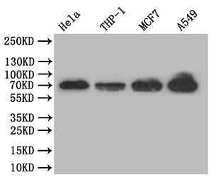 Western Blot | Positive WB detected in: Hela whole cell lysate, THP-1 whole cell lysate, MCF7 whole cell lysate, A549 whole cell lysate | All lanes: NF-kB p65 antibody at 1:500 | Secondary | Goat polyclonal to rabbit IgG at 1/50000 dilution | Predicted band size: 70 kDa | Observed band size: 70 kDa