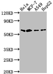 Western Blot | Positive WB detected in: Hela whole cell lysate, MCF-7 whole cell lysate, A549 whole cell lysate, HepG2 whole cell lysate | All lanes: SOX10 antibody at 1:2000 | Secondary | Goat polyclonal to rabbit IgG at 1/50000 dilution | Predicted band size: 50, 32 kDa | Observed band size: 60 kDa