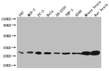 Western Blot | Positive WB detected in: U87 whole cell lysate, MCF-7 whole cell lysate, PC3 whole cell lysate, Hela whole cell lysate, SH-SY5Y whole cell lysate, THP-1 whole cell lysate, A549 whole cell lysate, Mouse brain tissue, Rat brain tissue | All lanes: YWHAB antibody at 1:2000 | Secondary | Goat polyclonal to rabbit IgG at 1/50000 dilution | Predicted band size: 29, 28 kDa | Observed band size: 25-35 kDa