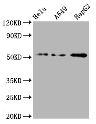 Western Blot | Positive WB detected in: Hela whole cell lysate, A549 whole cell lysate, HepG2 whole cell lysate | All lanes: CD47 antibody at 1:2000 | Secondary | Goat polyclonal to rabbit IgG at 1/50000 dilution | Predicted band size: 36, 32, 34 kDa | Observed band size: 55 kDa