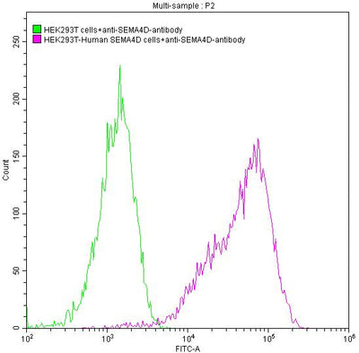 Untransfected HEK293T cells surface (green line) and transfected Human SEMA4D HEK293T stable cells surface (red line) were stained with anti-SEMA4D antibody (2µg/1*106cells), washed and then followed by FITC-conjugated anti-Human IgG Fc antibody and analyzed with flow cytometry.