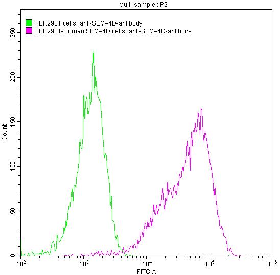 Untransfected HEK293T cells surface (green line) and transfected Human SEMA4D HEK293T stable cells surface (red line) were stained with anti-SEMA4D antibody (2µg/1*106cells), washed and then followed by FITC-conjugated anti-Human IgG Fc antibody and analyzed with flow cytometry.