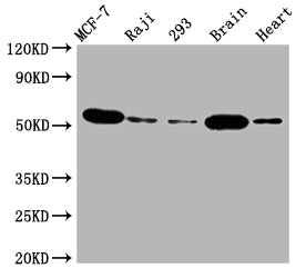 Western Blot | Positive WB detected in: MCF-7 whole cell lysate, Raji whole cell lysate, 293 whole cell lysate, Mouse brain tissue, Rat heart tissue | All lanes: AKT1 antibody at 1:2000 | Secondary | Goat polyclonal to rabbit IgG at 1/50000 dilution | Predicted band size: 56 kDa | Observed band size: 56 kDa