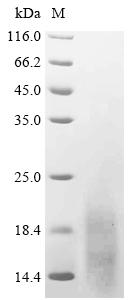 Greater than 95% as determined by SDS-PAGE.