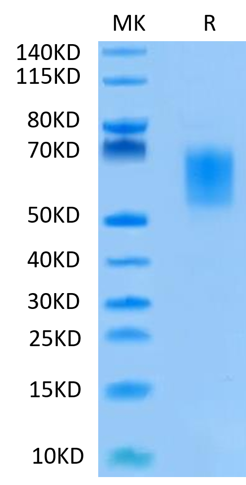 Human B7-H2 on Tris-Bis PAGE under reduced condition. The purity is greater than 95%.