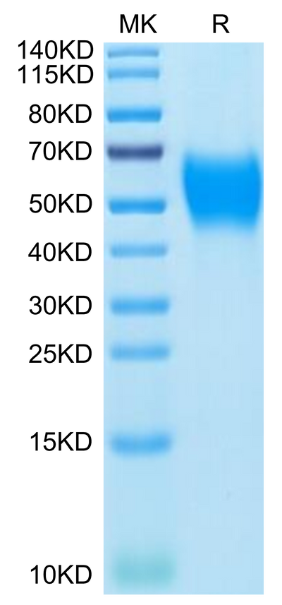 Mouse B7-H2 on Tris-Bis PAGE under reduced condition. The purity is greater than 95%.