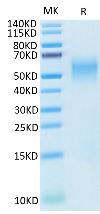 Cynomolgus B7-H2 on Tris-Bis PAGE under reduced condition. The purity is greater than 95%.