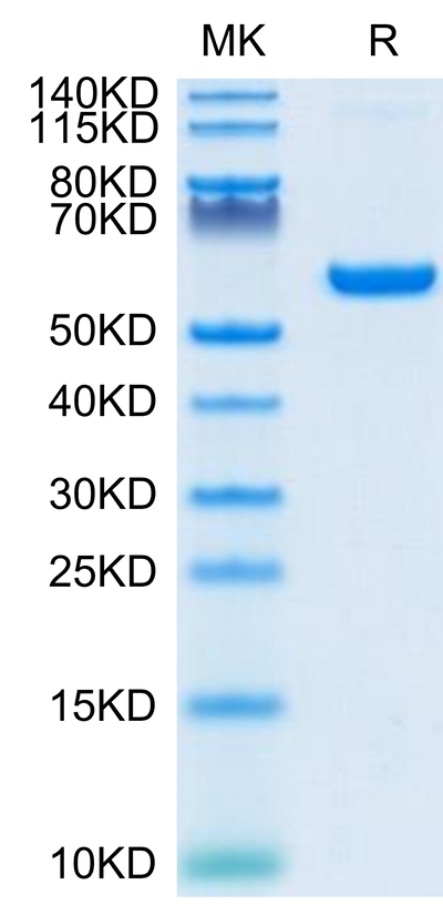 SARS-COV-2 Spike RBD on Tris-Bis PAGE under reduced condition. The purity is greater than 95%.