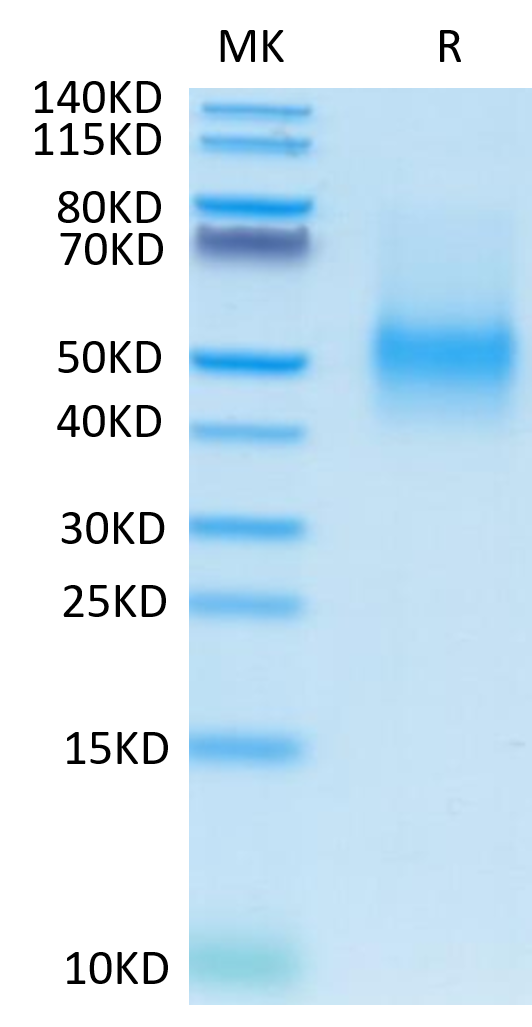 Mouse PD-L1 on Tris-Bis PAGE under reduced condition. The purity is greater than 95%.