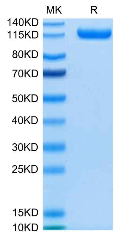 Human CDCP1 on Tris-Bis PAGE under reduced condition. The purity is greater than 95%.