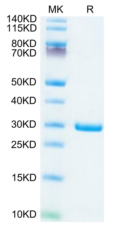 SARS-COV-2 NSP7&NSP8 on Tris-Bis PAGE under reduced condition. The purity is greater than 95%.