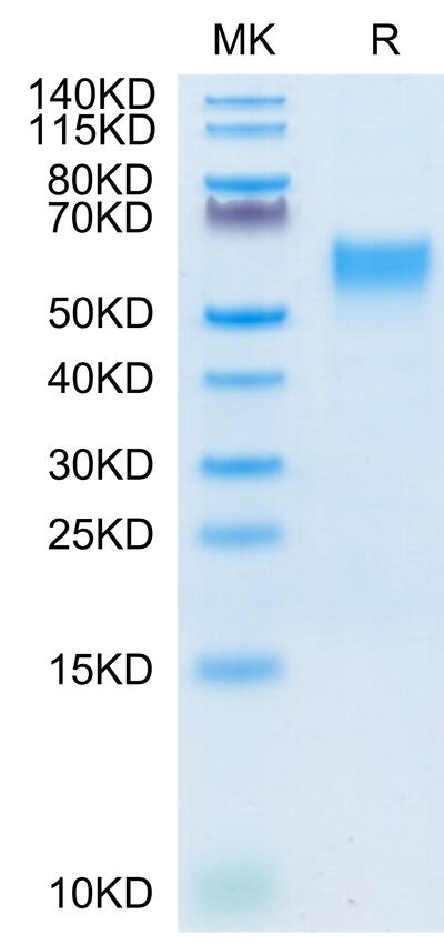 Cynomolgus IL-3 R alpha on Tris-Bis PAGE under reduced condition. The purity is greater than 95%.