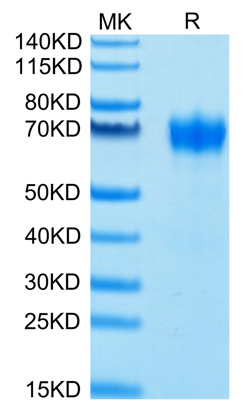 Biotinylated Human GM-CSF R alpha on Tris-Bis PAGE under reduced conditions. The purity is greater than 95%.