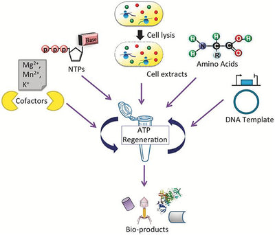 The essential components of cell-free protein synthesis. (Front Bioeng Biotechnol. 2019 Oct 11;7:248. doi: 10.3389/fbioe.2019.00248.)