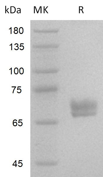 Greater than 95% as determined by reducing SDS-PAGE.